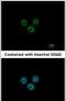 RCC1 And BTB Domain Containing Protein 1 antibody, PA5-30672, Invitrogen Antibodies, Immunofluorescence image 