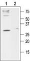 Calcium release-activated calcium channel protein 1 antibody, BML-SA674-0050, Enzo Life Sciences, Western Blot image 