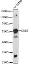 Dopamine Receptor D5 antibody, 16-165, ProSci, Western Blot image 