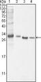 BCL10 Immune Signaling Adaptor antibody, MA5-14756, Invitrogen Antibodies, Western Blot image 