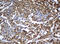 Zinc Finger AN1-Type Containing 5 antibody, M11963, Boster Biological Technology, Immunohistochemistry paraffin image 