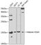 H2A Histone Family Member X antibody, 18-486, ProSci, Western Blot image 