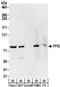 6-phosphofructokinase, muscle type antibody, NBP2-32169, Novus Biologicals, Western Blot image 