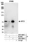 Anaphase-promoting complex subunit 5 antibody, A301-026A, Bethyl Labs, Immunoprecipitation image 
