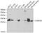 Charged Multivesicular Body Protein 2B antibody, 19-639, ProSci, Western Blot image 