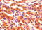 Fatty Acid Binding Protein 3 antibody, CSB-PA07764A0Rb, Cusabio, Immunohistochemistry frozen image 