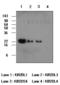 Killer Cell Immunoglobulin Like Receptor, Two Ig Domains And Long Cytoplasmic Tail 1 antibody, GTX50065, GeneTex, Western Blot image 
