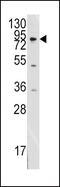 Discoidin Domain Receptor Tyrosine Kinase 1 antibody, PA5-14700, Invitrogen Antibodies, Western Blot image 