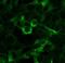 MCH receptor 1 antibody, 711649, Invitrogen Antibodies, Immunofluorescence image 