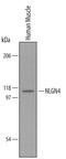 Neuroligin 4 antibody, PA5-47703, Invitrogen Antibodies, Western Blot image 