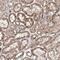 Family With Sequence Similarity 120B antibody, HPA037519, Atlas Antibodies, Immunohistochemistry paraffin image 