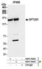 Elongation Factor Like GTPase 1 antibody, NBP2-76364, Novus Biologicals, Immunoprecipitation image 