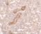 Protein kinase C delta-binding protein antibody, A32244, Boster Biological Technology, Immunohistochemistry frozen image 