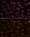 Eukaryotic translation elongation factor 1 epsilon-1 antibody, GTX66367, GeneTex, Immunofluorescence image 