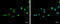 Zinc Finger Protein 181 antibody, GTX118129, GeneTex, Immunofluorescence image 