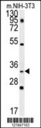 Enkurin, TRPC Channel Interacting Protein antibody, 57-367, ProSci, Western Blot image 
