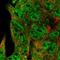 Neural Precursor Cell Expressed, Developmentally Down-Regulated 9 antibody, HPA039270, Atlas Antibodies, Immunofluorescence image 