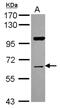 Nuclear Receptor Binding Protein 1 antibody, NBP2-19584, Novus Biologicals, Western Blot image 