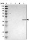 Proline-rich transmembrane protein 2 antibody, NBP1-84168, Novus Biologicals, Western Blot image 