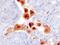 RGM domain family member B antibody, AF3597, R&D Systems, Immunohistochemistry frozen image 