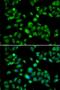 Membrane-bound transcription factor site-1 protease antibody, PA5-77103, Invitrogen Antibodies, Immunofluorescence image 