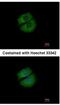 RUN And FYVE Domain Containing 1 antibody, NBP2-20241, Novus Biologicals, Immunocytochemistry image 