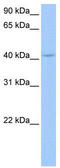 Polyadenylate-binding protein-interacting protein 1 antibody, TA345965, Origene, Western Blot image 