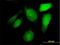 Maestro Heat Like Repeat Family Member 8 antibody, H00140699-B01P, Novus Biologicals, Immunofluorescence image 