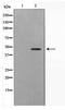 S-phase kinase-associated protein 2 antibody, TA347631, Origene, Western Blot image 