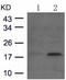 OP18 antibody, TA323948, Origene, Western Blot image 