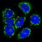 C-C Motif Chemokine Receptor 7 antibody, M00390, Boster Biological Technology, Immunofluorescence image 