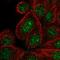 DENN Domain Containing 2C antibody, HPA054955, Atlas Antibodies, Immunocytochemistry image 
