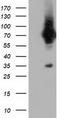 Von Willebrand Factor A Domain Containing 5A antibody, TA501638, Origene, Western Blot image 