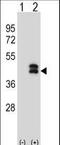 Dual Specificity Phosphatase 6 antibody, LS-C159496, Lifespan Biosciences, Western Blot image 