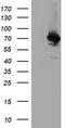 Bifunctional coenzyme A synthase antibody, M09138, Boster Biological Technology, Western Blot image 