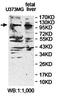 Exostosin Like Glycosyltransferase 3 antibody, orb78395, Biorbyt, Western Blot image 