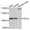 BCL6 Transcription Repressor antibody, abx005414, Abbexa, Western Blot image 