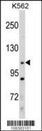 Protein AF-10 antibody, TA324662, Origene, Western Blot image 