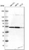 HDJ2 antibody, HPA001306, Atlas Antibodies, Western Blot image 