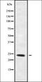 Ras Homolog Family Member F, Filopodia Associated antibody, orb338662, Biorbyt, Western Blot image 