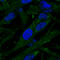 Ectopic P-Granules Autophagy Protein 5 Homolog antibody, HPA031689, Atlas Antibodies, Immunofluorescence image 