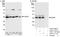 Heparin Binding Growth Factor antibody, A303-171A, Bethyl Labs, Immunoprecipitation image 
