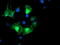 Low Density Lipoprotein Receptor Adaptor Protein 1 antibody, LS-C173472, Lifespan Biosciences, Immunofluorescence image 