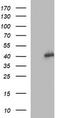 p38 MAPK antibody, TA505866, Origene, Western Blot image 