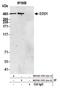 UBR5 antibody, NB100-1591, Novus Biologicals, Immunoprecipitation image 