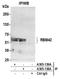 RNA Binding Motif Protein 42 antibody, A305-139A, Bethyl Labs, Immunoprecipitation image 