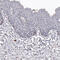 SLC10A4 antibody, HPA028835, Atlas Antibodies, Immunohistochemistry paraffin image 