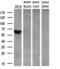 MAC2BP antibody, M02938, Boster Biological Technology, Western Blot image 