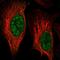 Zinc Finger Protein 653 antibody, HPA023635, Atlas Antibodies, Immunocytochemistry image 