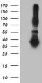 Ankyrin Repeat Domain 53 antibody, LS-C172790, Lifespan Biosciences, Western Blot image 
